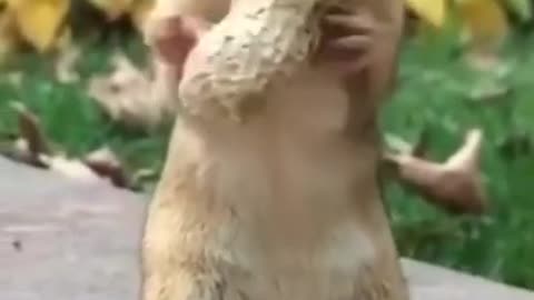 hungry squirrel