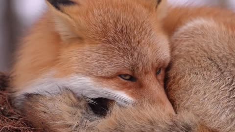 Lazy winter!🦊❤️