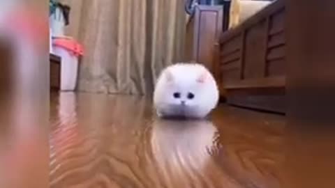 Baby Cats - Cute and Funny Cat Videos Compilation 🐱 Part 52