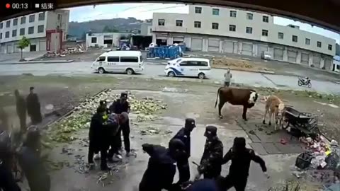 CCP city officials are like robbers