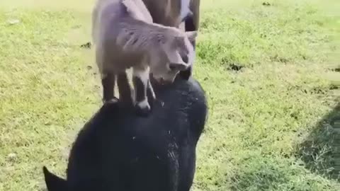 It didn't even seem to bother him