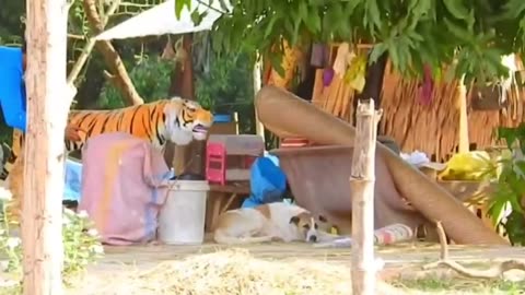 Fuuny animal videos