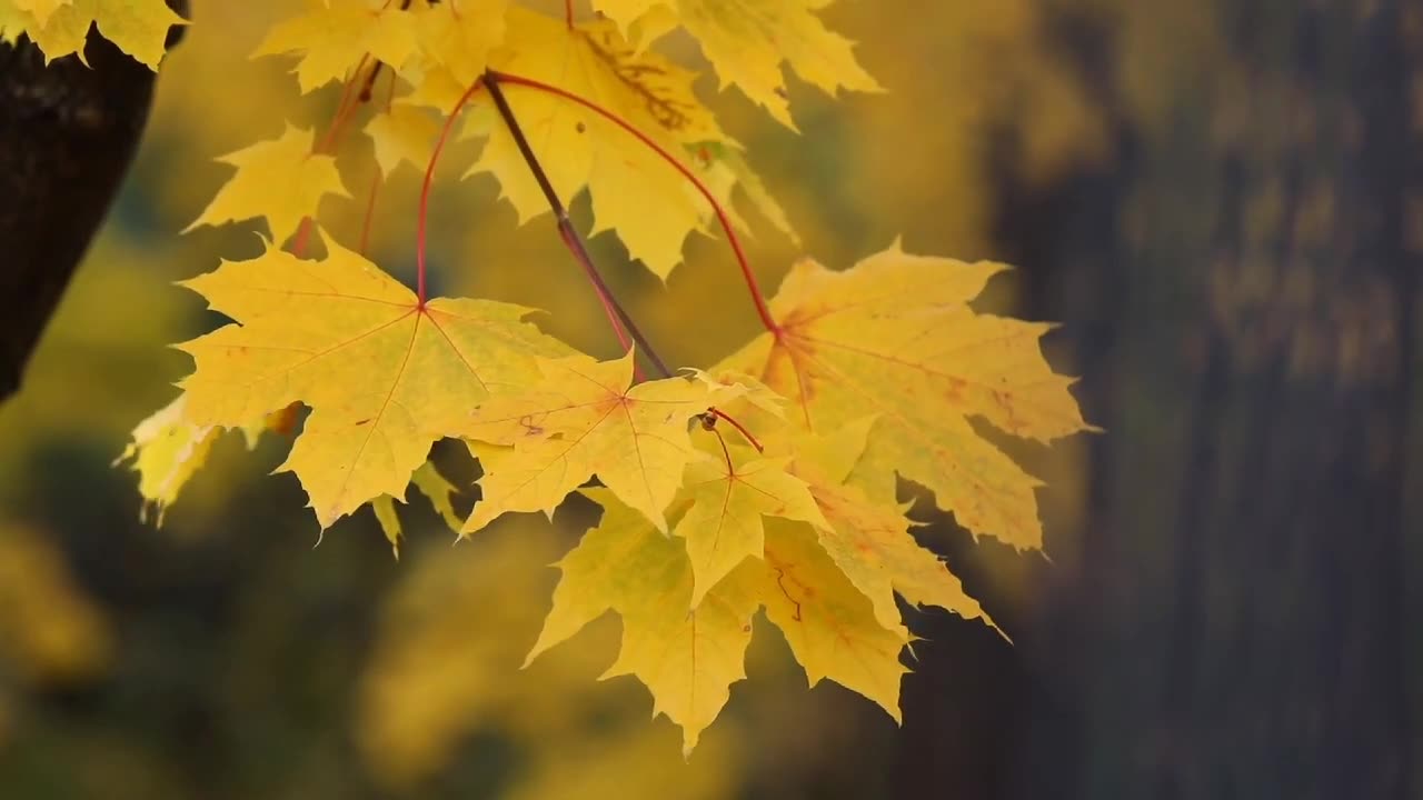 Relaxation You Need Is Here! Stress Relief and Deep Sleep. Watch now