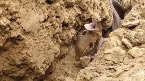 Fight With Dangerous Snake