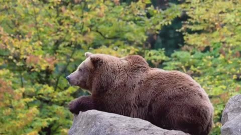 BEAR 🐨