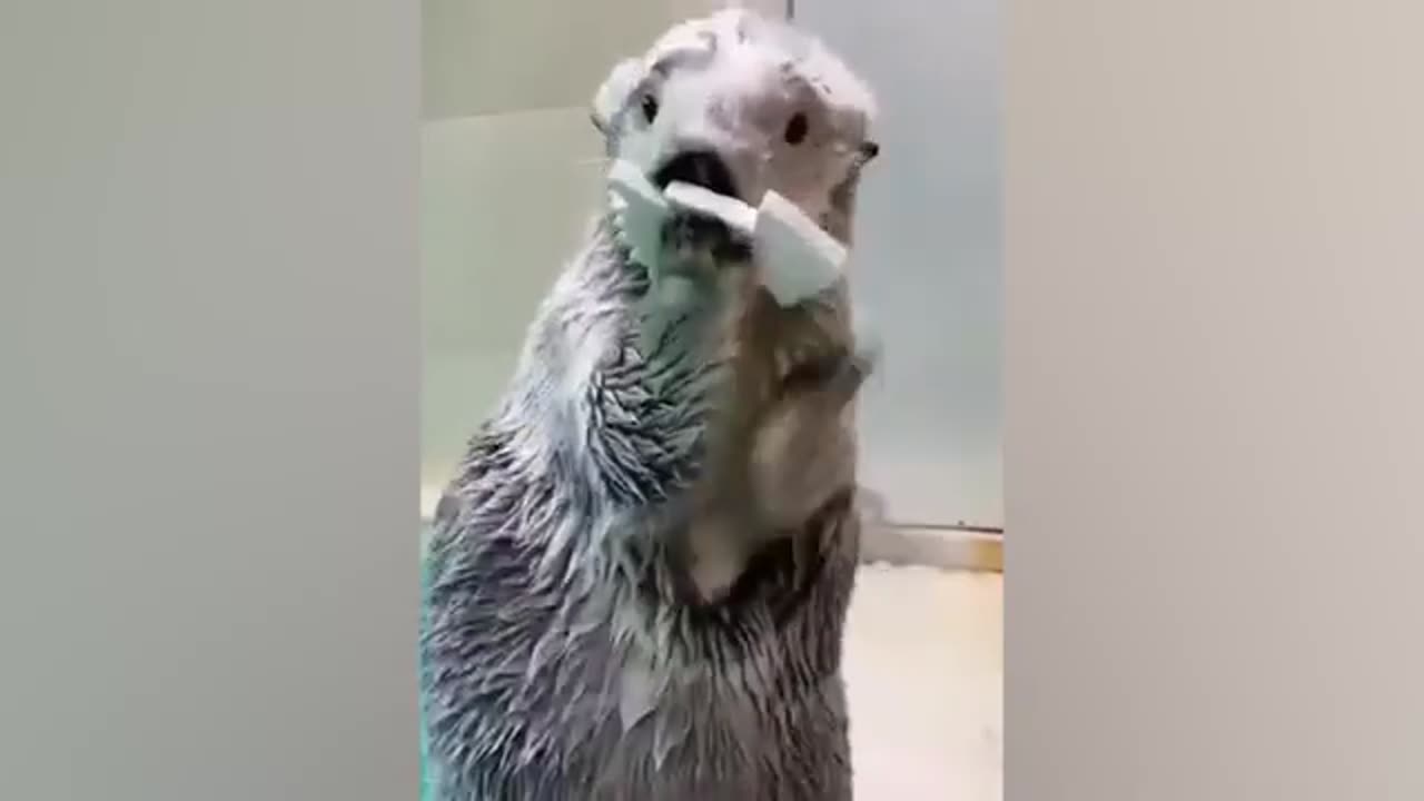 "Laugh Out Loud with These Funny Animals | Best Funny Animal Videos"