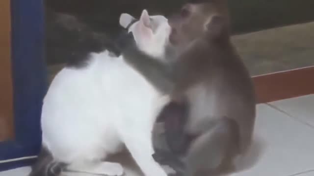 Related animals