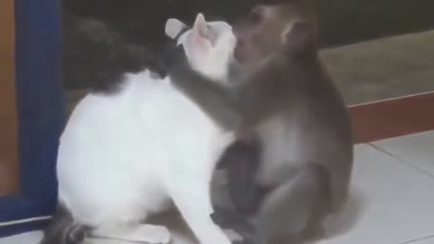 Related animals