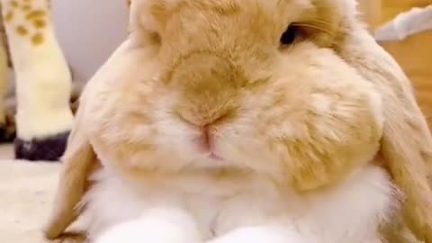 Funny Animals Series 214