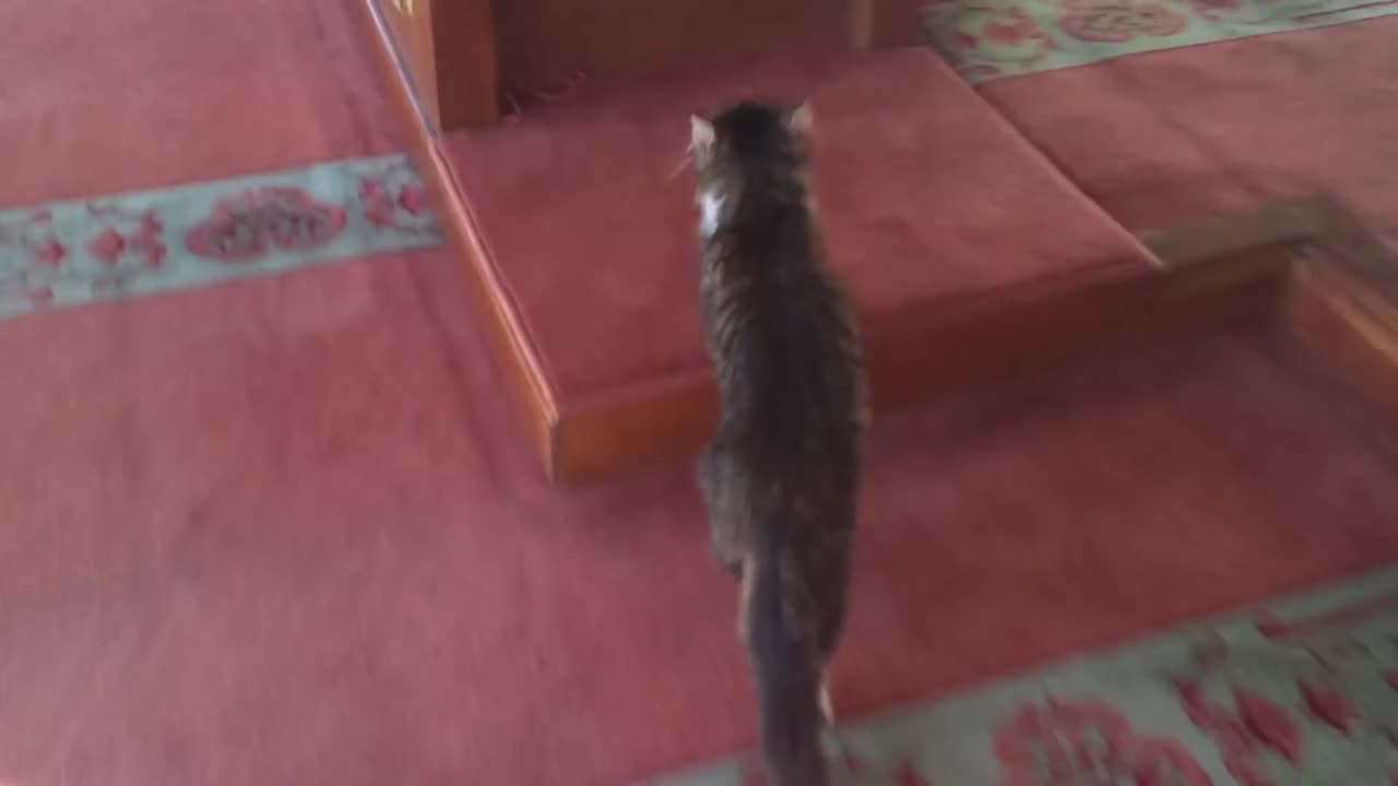 Protective Cat Carries Her Kittens Into Mosque