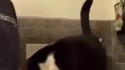 Funny Animal Videos 2024 Best Dogs And Cats Videos 😺😍 #51