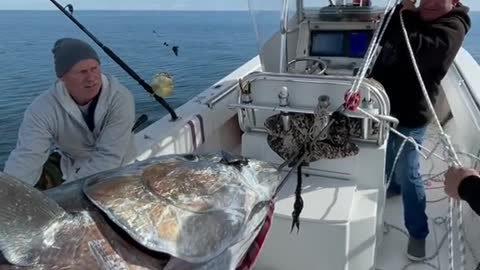 Won't believe your eyes 🐟😨