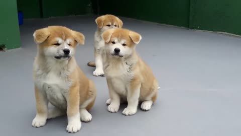 Cute dogs family playing🐶🐶🐶🐶