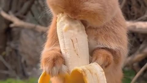 Rabbit Eating a Banana
