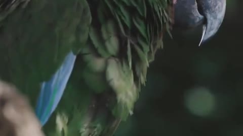 Kakatua Yang Imut