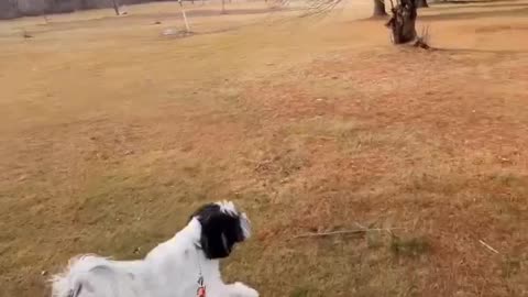 The Best Dog Breeds for a Active Life