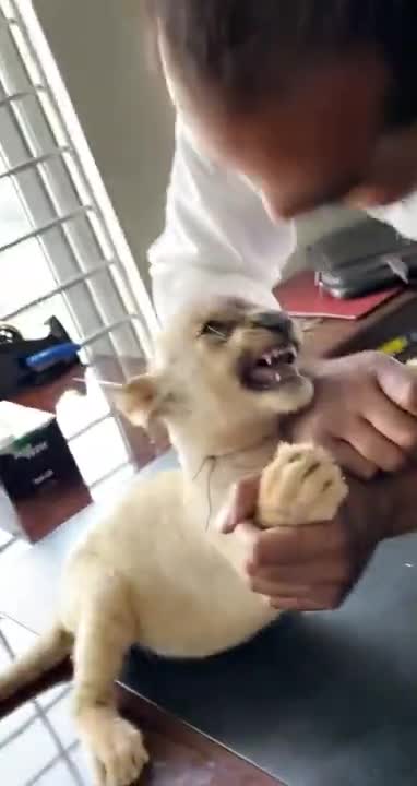 African Lion Cub kisses human