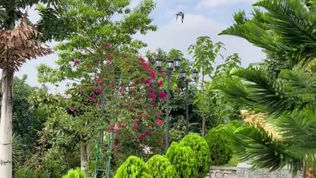 does anyone knows the name of this bird ?