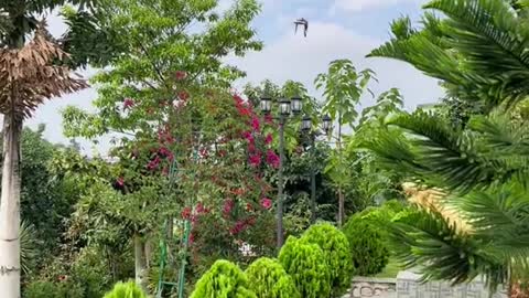 does anyone knows the name of this bird ?