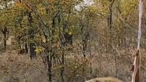 Leopard VS Hyena #shorts #shortsvideo #video #viral