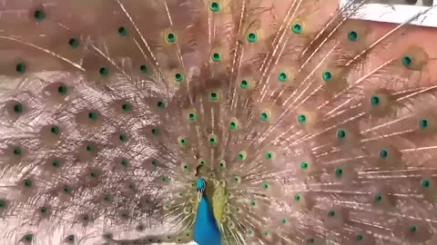 Peacock Dance Display
