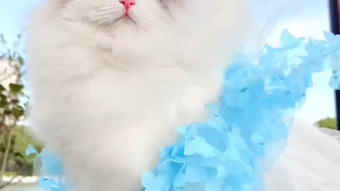 Cookie