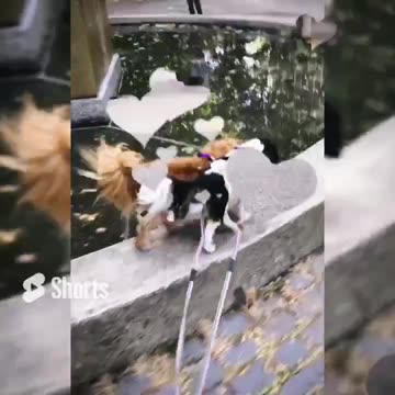 "SUNNY" BALONEY & SAVAGE "BRO!"