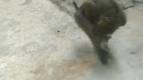 monkey