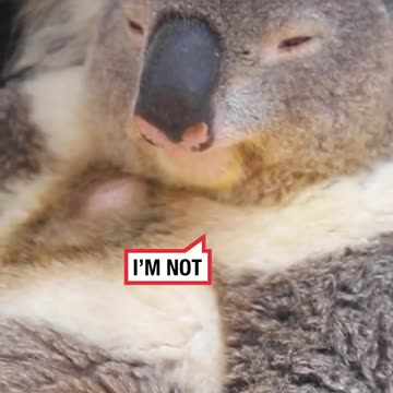 Most Chilled Koala 🐨