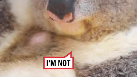 Most Chilled Koala 🐨