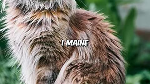 Maine Coon Cats Are beautiful