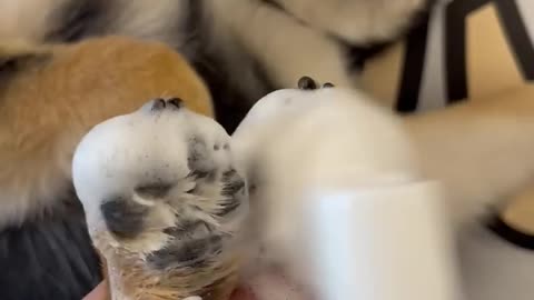 1 million star dog spa
