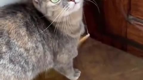 Mesmerizing Melodies: Summoning Cats with Enchanting Sounds