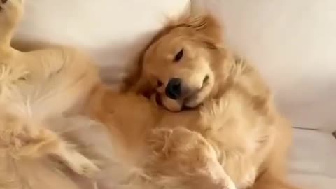 Tales of the Lazy Dog🐕‍🦺🐕😍💖