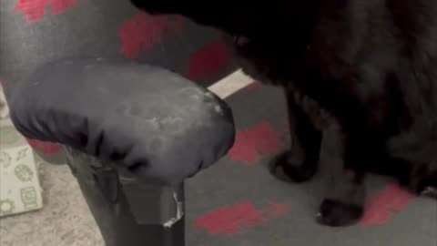 Adopting a Cat from a Shelter Vlog - Cute Precious Piper Inspects the Office Chair #shorts