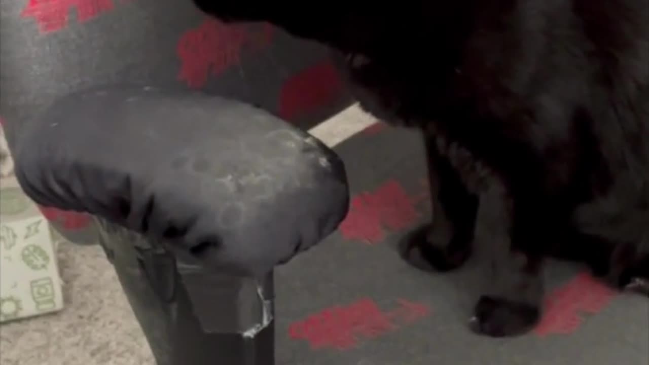 Adopting a Cat from a Shelter Vlog - Cute Precious Piper Inspects the Office Chair #shorts