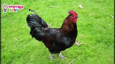 animals sounds for children