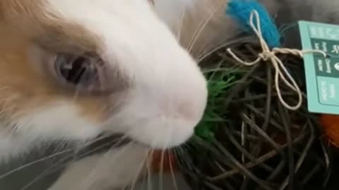 cutest bunny is playing#trending #new rabbits status# man mast magan ??