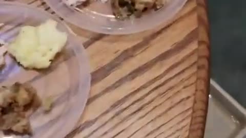 Amanda Grace Talks...A Doggy Thanksgiving