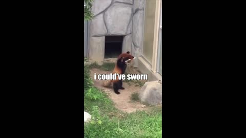 Funny Animals #6