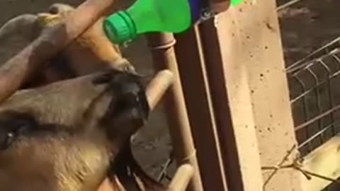 Funny animals