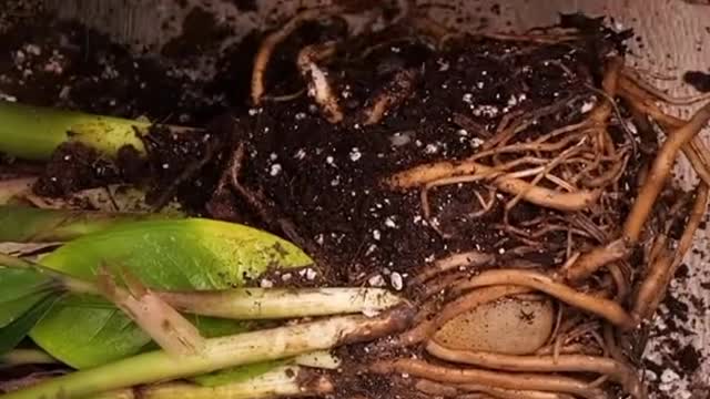 Flower Hacks For Your Garden