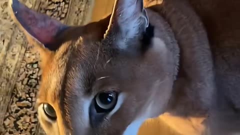 This little look, and the teeth show a few meaning