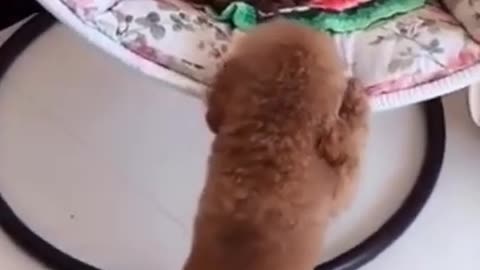 Funny Dog Videos try not to laugh