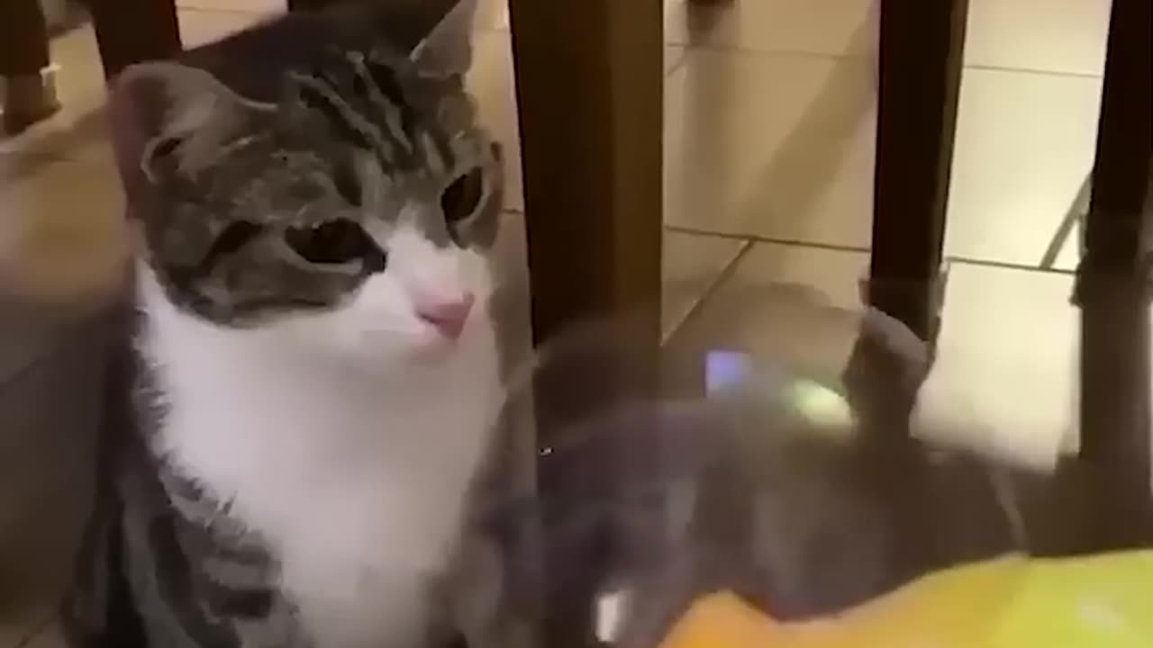 Funny video is available