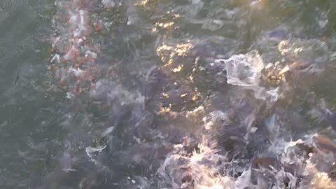 Fish feeding frenzy caught live on video...