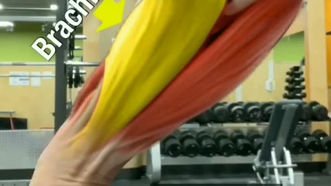 Best Exercises For Bigger Forearms Workout - Health & Fitness Tips