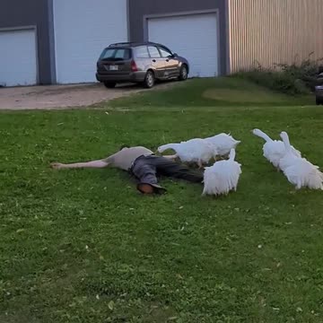 Man Pretends to Faint to See His Geese’s Reactions: Hilarious Animal Prank