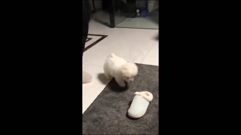 Funny animal videos Funny cat video