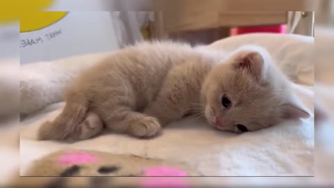 "Pawsitively Adorable: A Delightful Compilation of Cute Kittens!"